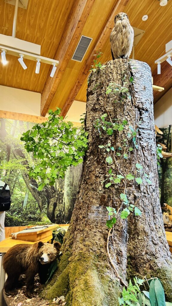 支笏湖ビジターセンター2